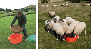 RUMEVITE HIGH ENERGY & PROTEIN* - Afbeelding 2